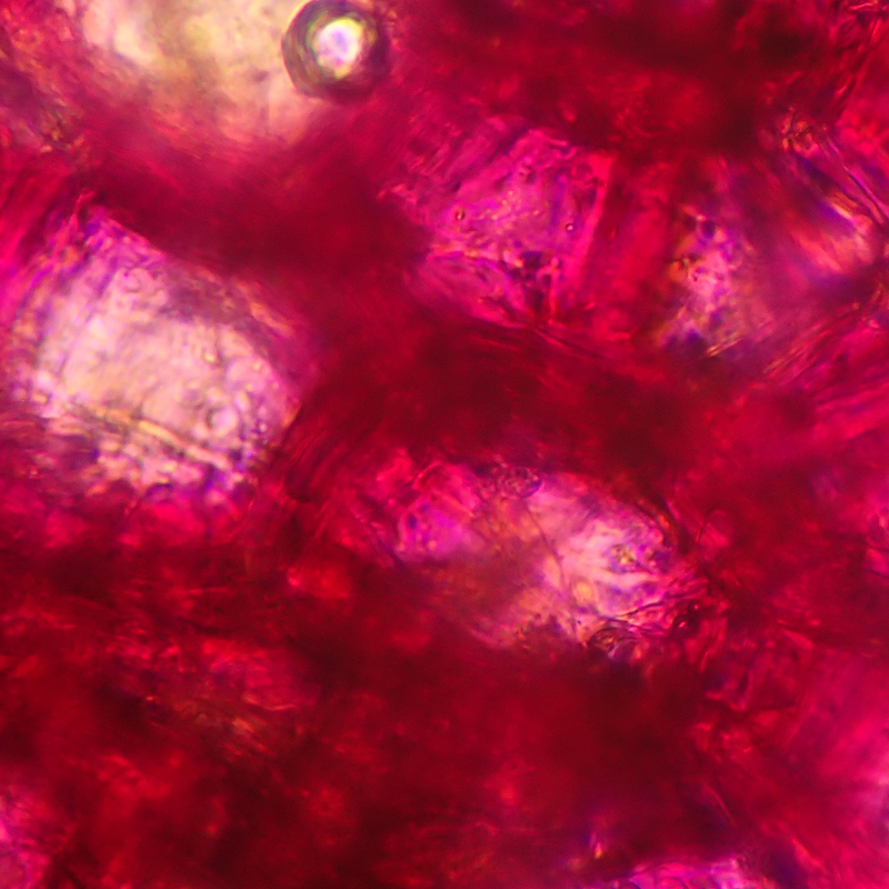 Innovación Sensibio AR+ con tecnología Rosactiv 2.0